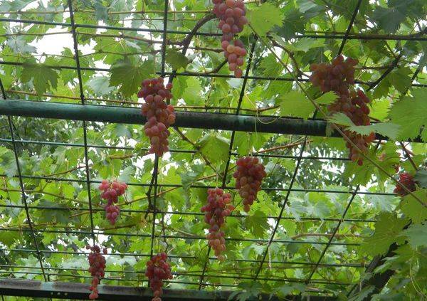 Как сделать арку для винограда своими руками - фото