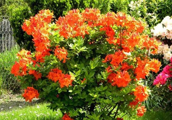 Нежная и стойкая красавица сада - крупноцветковая листопадная азалия с фото