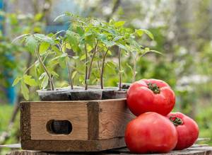 Определяем благоприятные дни для посадки и подкормки томатов в апреле - фото