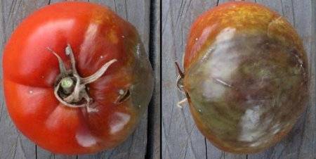 Чем обработать помидоры от фитофторы: борьба народными средствами - фото