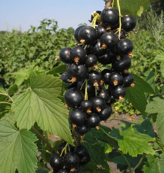 Посадите в саду Экзотику: популярный сорт чёрной смородины с фото