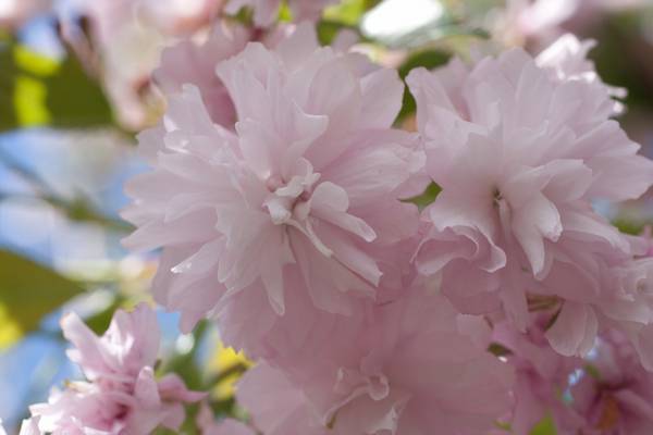 Декоративная японская вишня - укрась свой сад - фото
