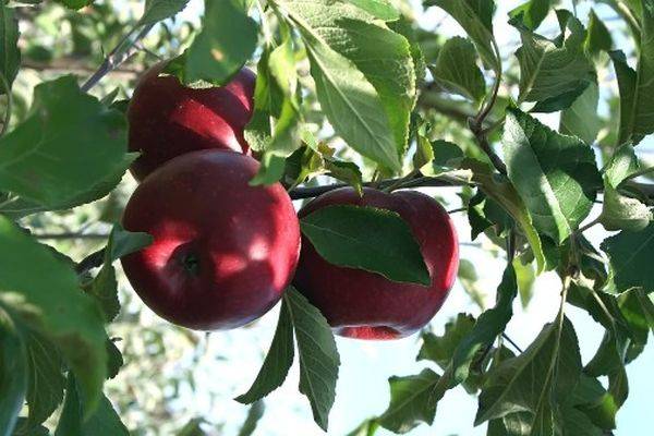 Особенности выращивания и прививки дикой яблони с фото