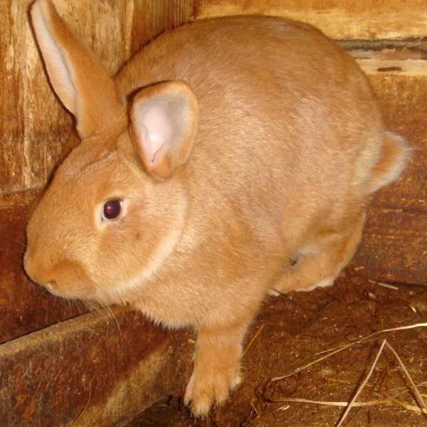 Стоит ли кастрировать кролика, и как проводится кастрация (стерилизация) кроликов с фото