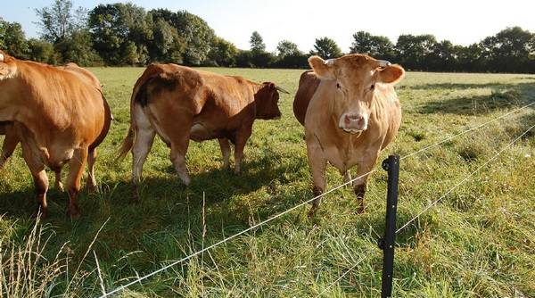Электрический пастух для коров  модели и их преимущества - фото