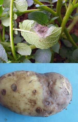 Фитофтороз картофеля - опасное заболевание - фото