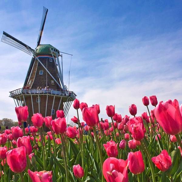 Восхитительные тюльпаны Голландии - история голландских тюльпанов и популяр ... - фото