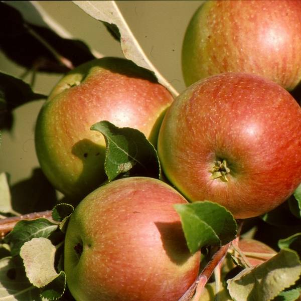Самые известные сорта яблок  какие стоит посадить на своем участке? - фото