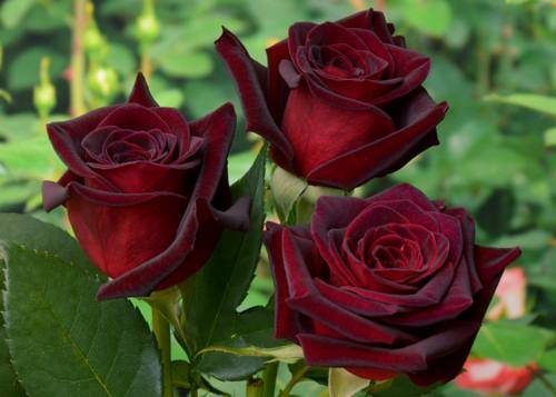 Как дольше сохранить срезанные розы: полезные советы с фото
