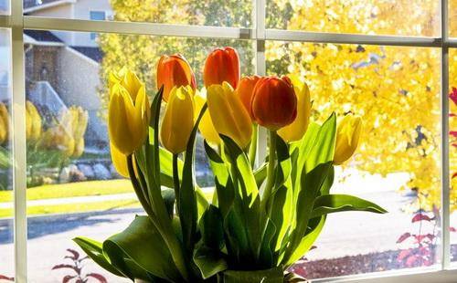 Как дома посадить тюльпаны - фото