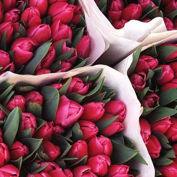 Как сохранить тюльпаны после срезки, чтобы они не увядали как можно дольше - фото