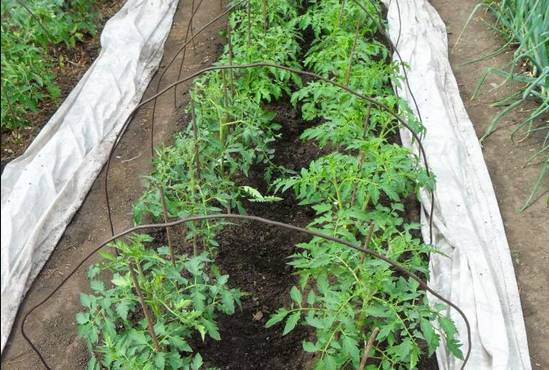 Инструкция по пересадке рассады помидоров в грунт - фото