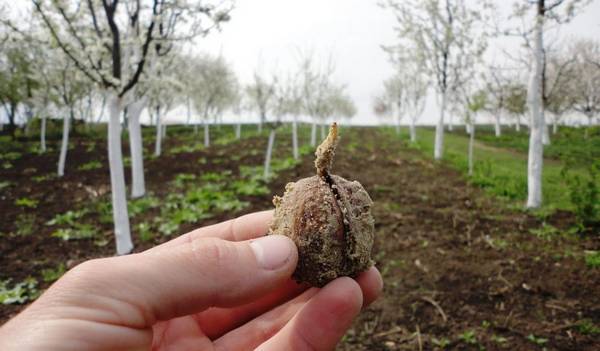 Как правильно посадить грецкий орех: проверенные способы с фото