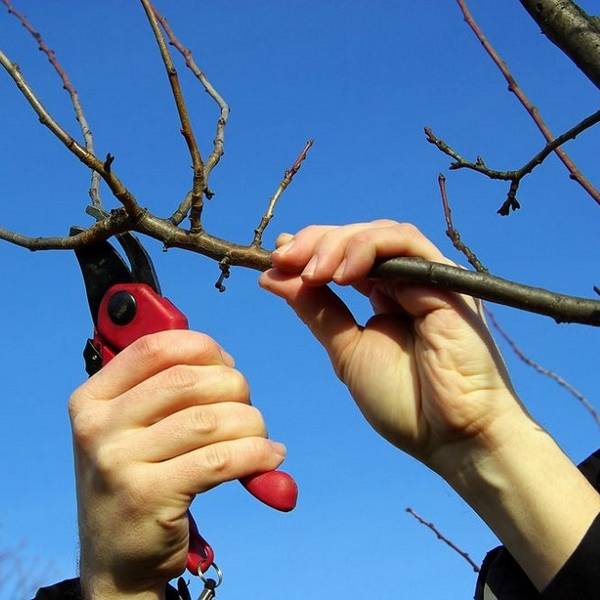 Обрезка вишни  как правильно работать с молодым и старым деревом - фото