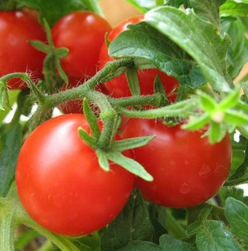 Как правильно посадить помидоры в открытый грунт? - фото