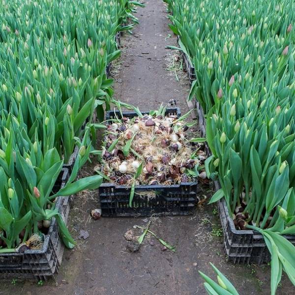 Тепличное выращивание тюльпанов, или как правильно сажать тюльпаны в условиях теплицы с фото