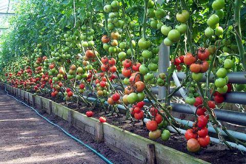 Как выращивать помидоры в теплице, секреты садоводов - фото