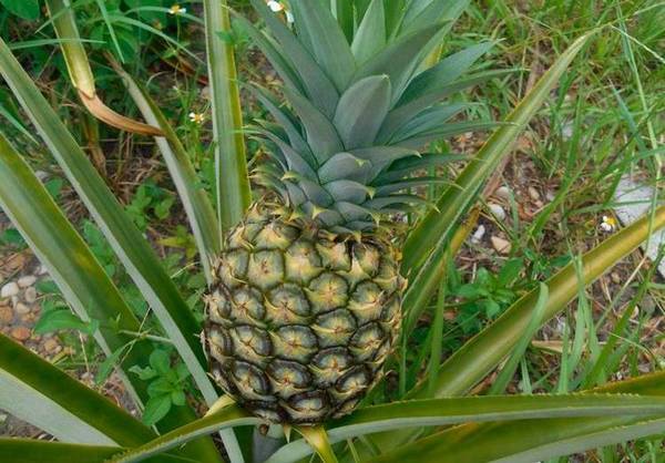 Как правильно вырастить ананас дома - фото