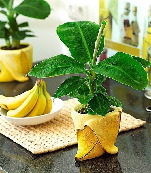 Советы по выращиванию бананов у себя дома с фото