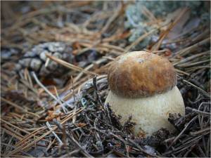 Вырастить на даче белые грибы вполне реально - фото