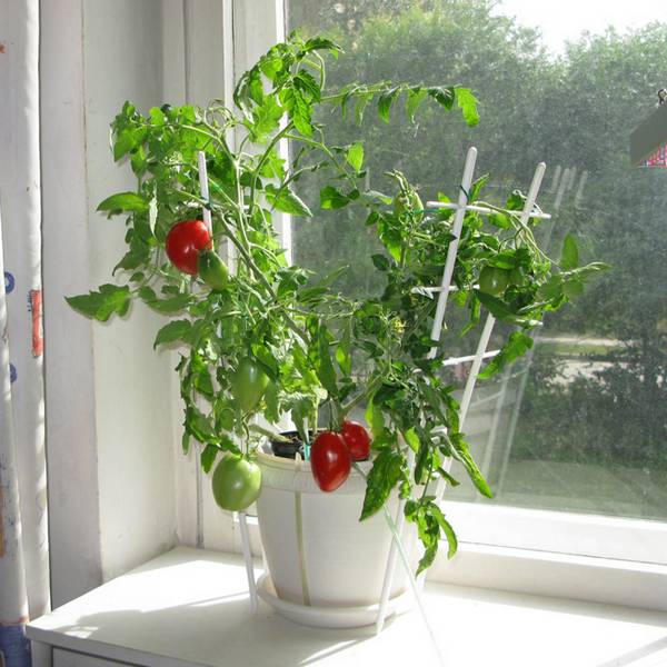 Выращивание рассады помидоров на подоконнике: как добиться отличного резуль ... - фото