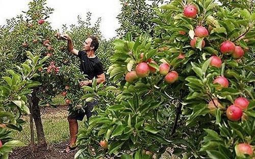 Опытные дачники рассказывают, как вырастить яблоню из семечка с фото
