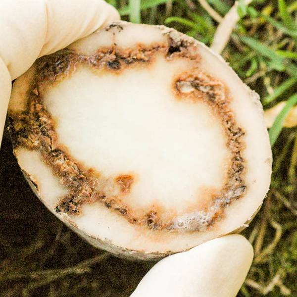 Нематода, фитофтороз, парша  боремся с распространенными болезнями картошки - фото