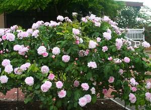 Канадские розы  нетребовательные красавицы сада с фото