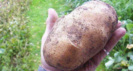 Капельное орошение картофеля и его преимущества - фото