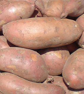Картофель Дафна с фото