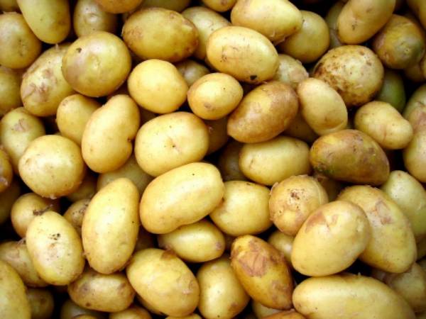 Картофель Венета — идеальный сорт - фото