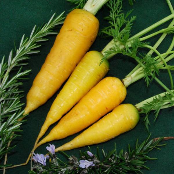 Когда лучше убирать морковь, и как правильно проводить уборку урожая - фото