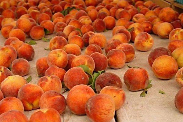 Когда созревают персики в разных регионах с фото