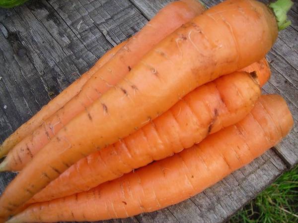 Когда выкапывать морковь и как понять, что оранжевый овощ готов к уборке - фото