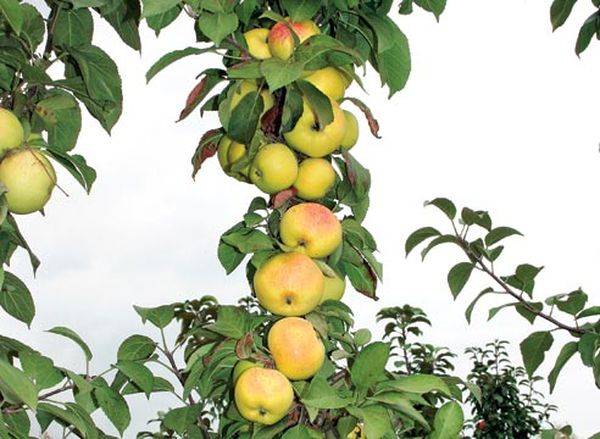 Обзор и выращивание колоновидных сортов яблони для Сибири - фото
