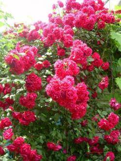 Красавица роза привитая на шиповник - фото