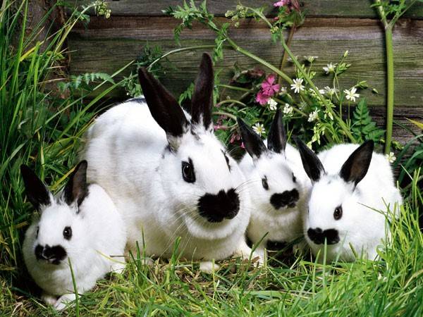 Кролиководство для начинающих - фото