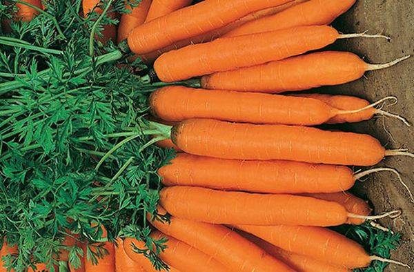 Обзор лучших сортов моркови разного срока созревания - фото