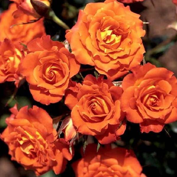 Самые популярные и самые лучшие сорта роз для российского климата - фото