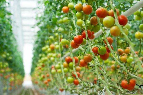 Лучшие сорта томатов для теплиц: выбор ведущих специалистов - фото
