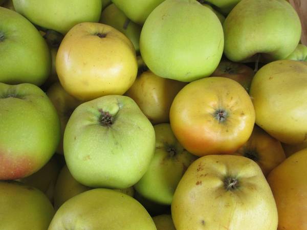 Выбираем лучшие сорта яблонь для умеренной климатической зоны - фото