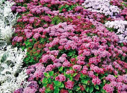 Неприхотливые садовые цветы агератум из семейства астровых - фото