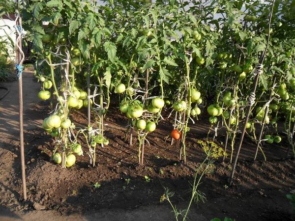 Лучшие сорта низкорослых томатов для открытого грунта - фото