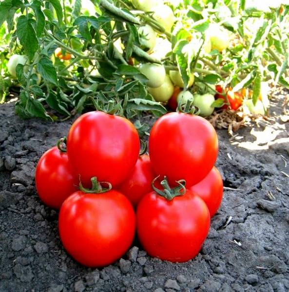 Особенности обработки томатов сывороткой - фото