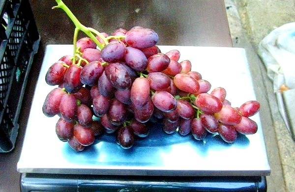 Узбекский столово-изюмный сорт винограда Ризамат - фото