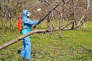 Весенняя обработка плодовых деревьев против вредителей и болезней - фото
