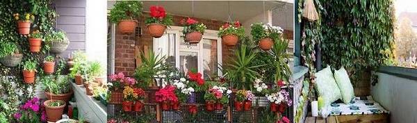 Правильное озеленение балкона - фото