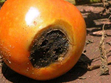 Почему чернеют плоды помидора: определяем и устраняем причины - фото