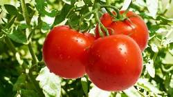 Как проводить подкормку помидоров в теплице и открытом грунте - фото