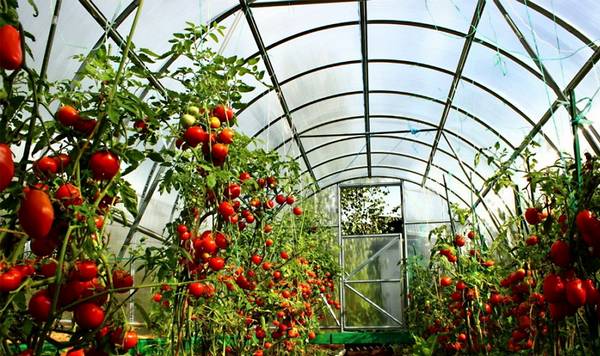 Какие помидоры наиболее подходящие для выращивания на Урале в теплице ? - фото